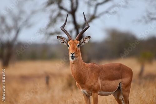 An impala (Aepyceros melampus) on an overcast morning on the grasslands of central Kruger National Park, South Africa