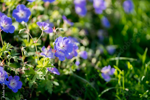  Geranium 'Gerwat' ROZANNE, (cranesbill), floral background photo