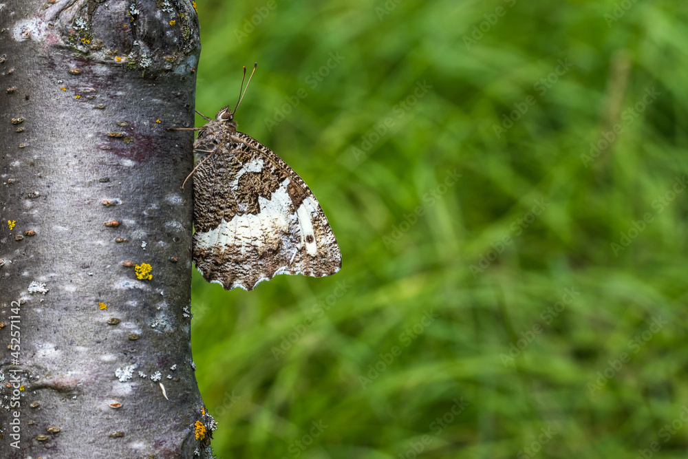 Gray bended grayling (Brintesia circe)