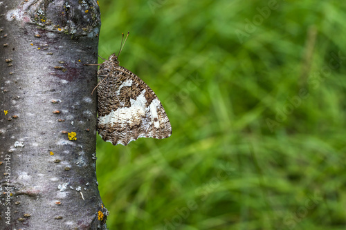 Obraz na płótnie Gray bended grayling (Brintesia circe) w salonie