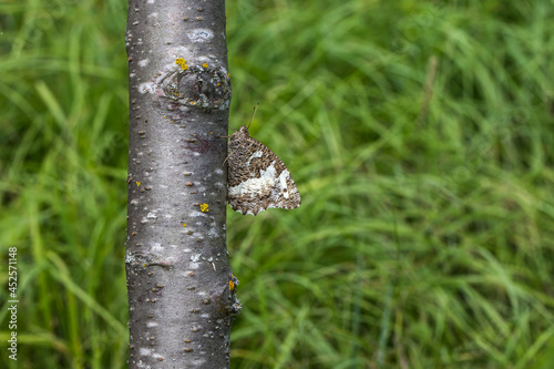 Obraz na płótnie Gray bended grayling (Brintesia circe) w salonie