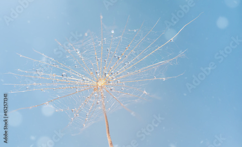 Dandelion seed with drops of water on blue. Abstract macro nature background.