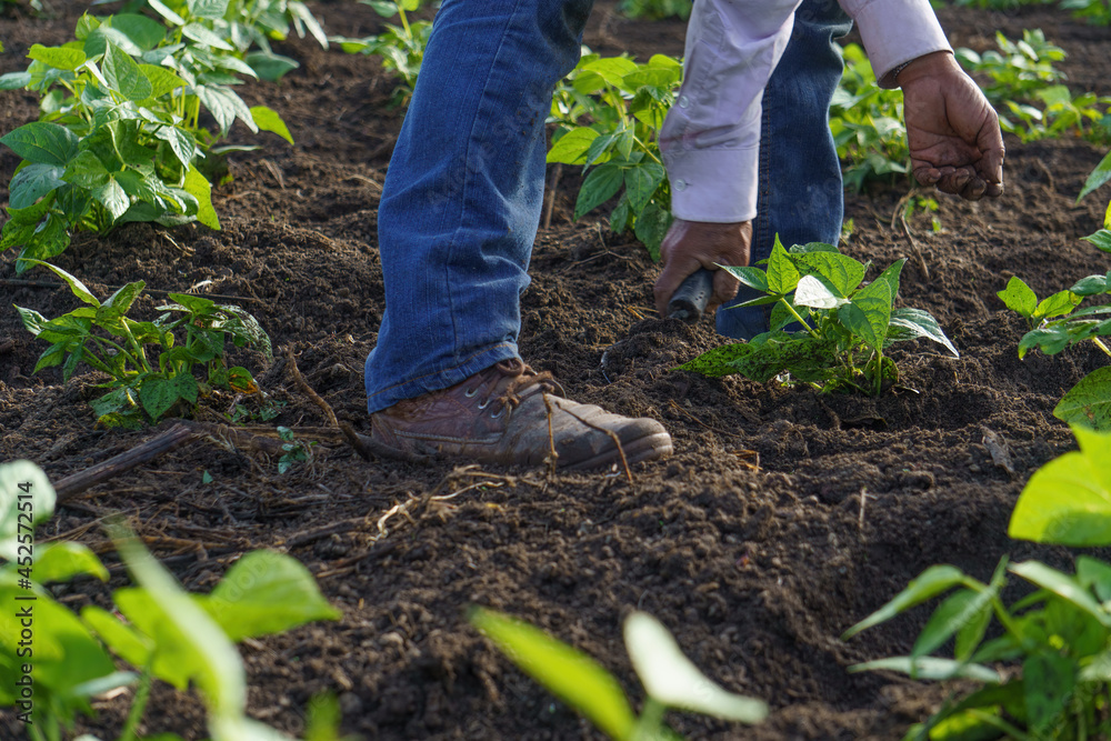 Closeup shot of a Hispanic farmer working on his plantation in Mexico Closeup shot of a Hispanic farmer working on his plantation in Mexico