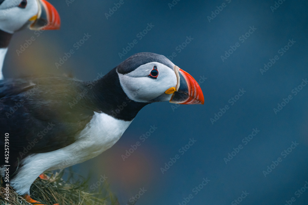 Naklejka premium Atlantic puffin also know as common puffin is a species of seabird in the auk family. Iceland, Norway, Faroe Islands, Newfoundland and Labrador in Canada are known to be large colony of this puffin.