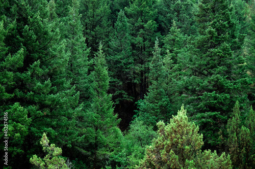 Lush Green Pine Forest in Wilderness Mountains Growth