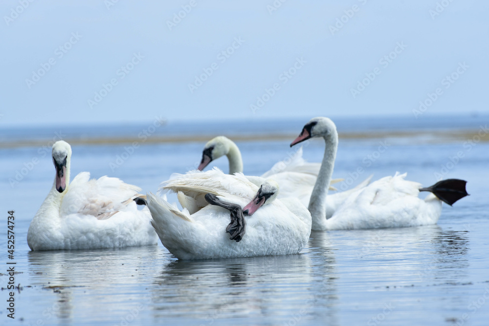 Fototapeta premium swans in the sea,beautiful birds have rest 