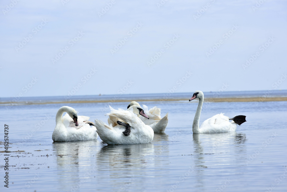 swans in the sea,beautiful birds have rest swans in the sea,beautiful birds have rest