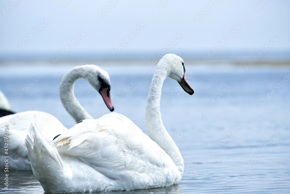 swans in the sea,beautiful birds have rest swans in the sea,beautiful birds have rest