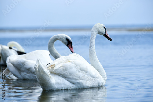 swans in the sea,beautiful birds have rest 