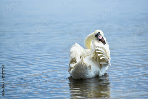 One swan in the sea,beautiful bird photo