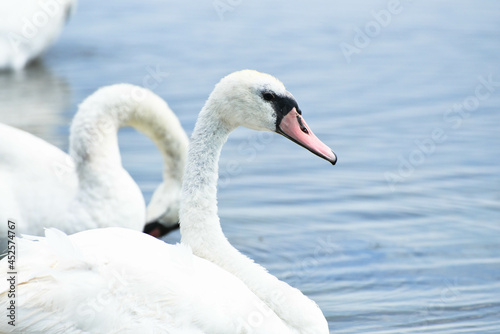 swans in the sea,beautiful birds have rest 