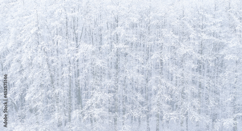 Obraz premium Forest in winter