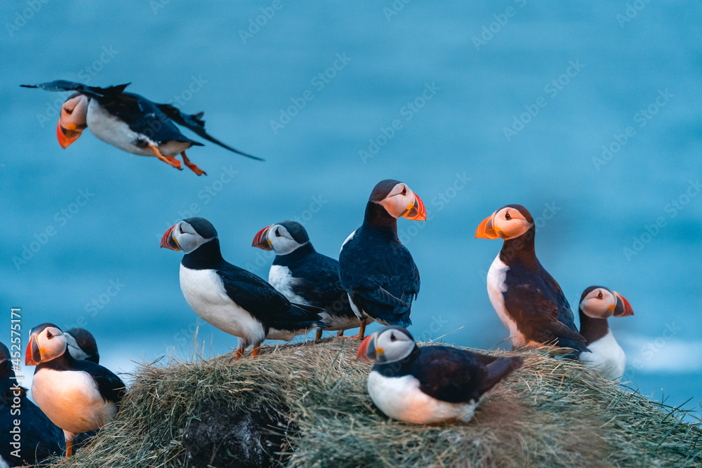Fototapeta premium Atlantic puffin also know as common puffin is a species of seabird in the auk family. Iceland, Norway, Faroe Islands, Newfoundland and Labrador in Canada are known to be large colony of this puffin.