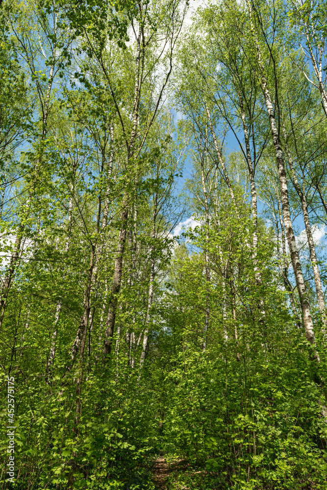 Trunks of deciduous forest trees with green foliage. In the background a blue sky with clouds. Natural background Trunks of deciduous forest trees with green foliage. In the background a blue sky with clouds. Natural background