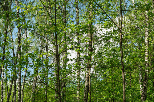 Trunks of deciduous forest trees with green foliage. In the background a blue sky with clouds. Natural background