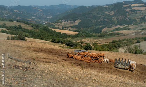 Cows resting in one of the mountain pastures. 