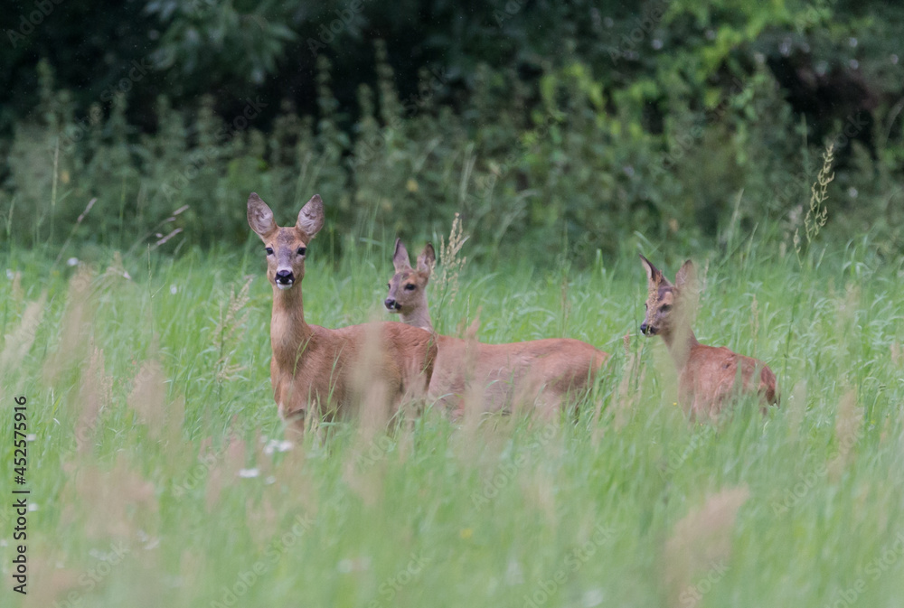 Attentive deer mother with two fawn Attentive deer mother with two fawn