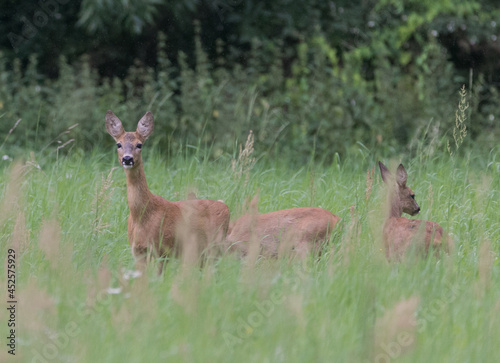 Fototapeta Naklejka Na Ścianę i Meble -  Deer mother with offspring in green meadow