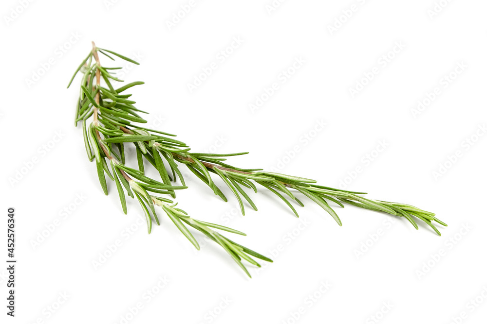 Fototapeta premium Rosemary herb leaves isolated on white