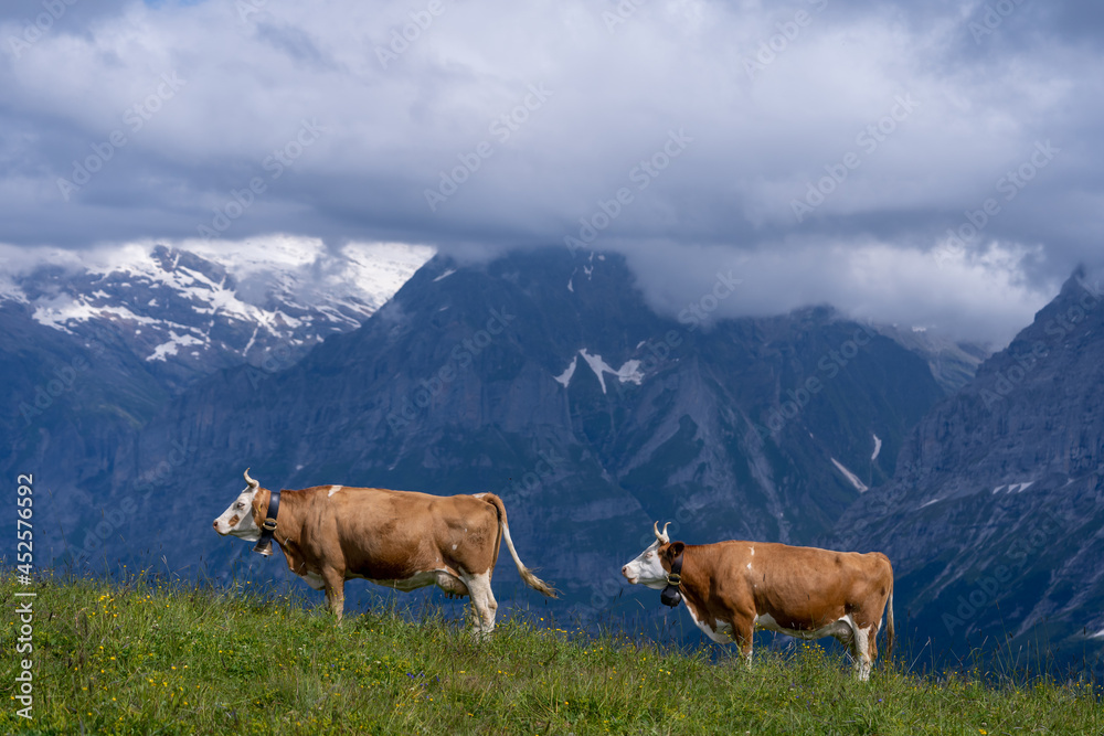 deux vaches de profil sur une crête avec une chaîne de montagne en fond deux vaches de profil sur une crête avec une chaîne de montagne en fond