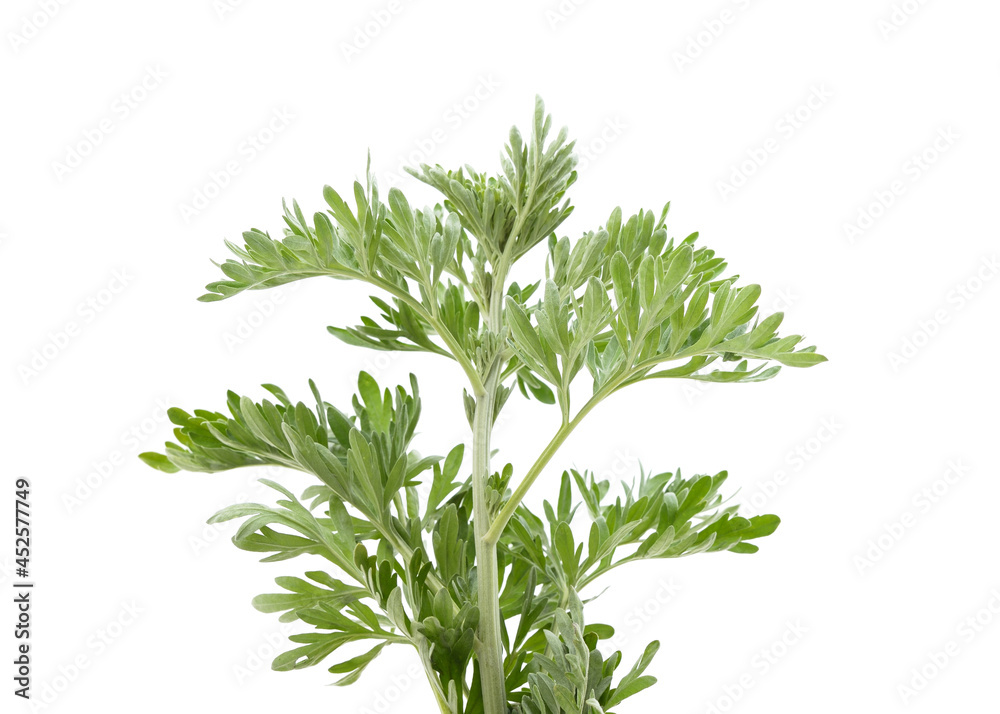 Beautiful green wormwood. Beautiful green wormwood.