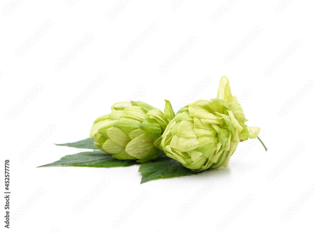 Obraz premium Green hops with a handful of leaves.