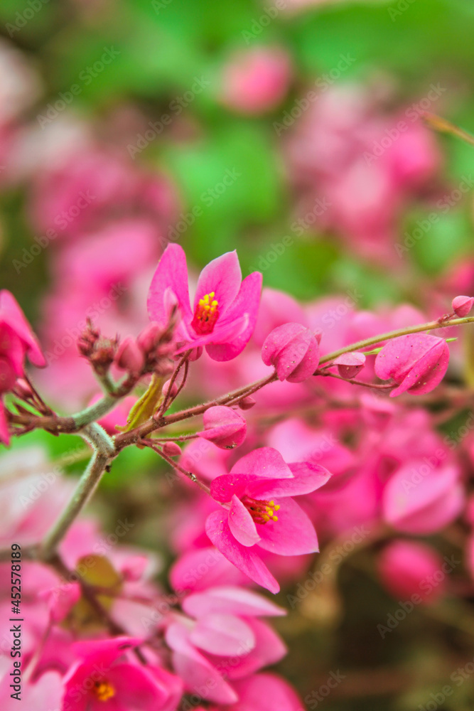 Obraz premium Pinky Flower