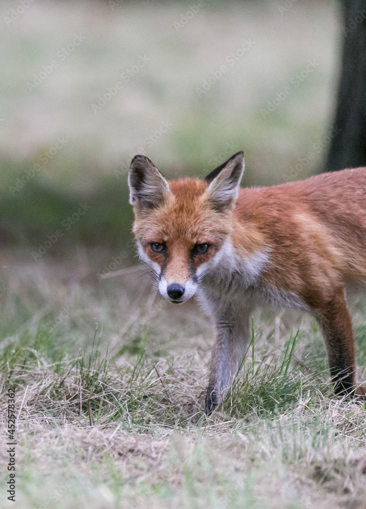 Fox portrait face cute