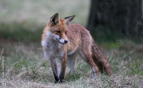 Young fox portrait close up
