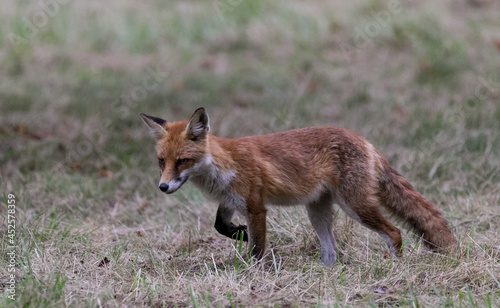Fox walking on grass © madame_fayn