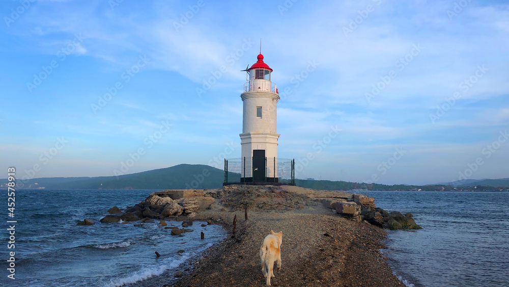 Lighthouse Egersheld, Vladivostok, Russia. Summer evening in Vladivostok in the far east of Russia. A little Shiba Inu running towards a white lighthouse with a red cone roof
