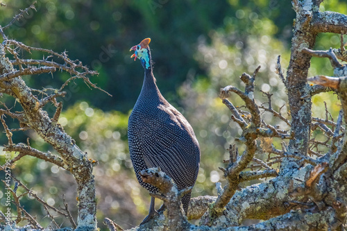 Guineafowl in nature, perched in a tree