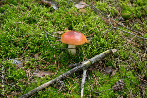 Red Russula mushroom