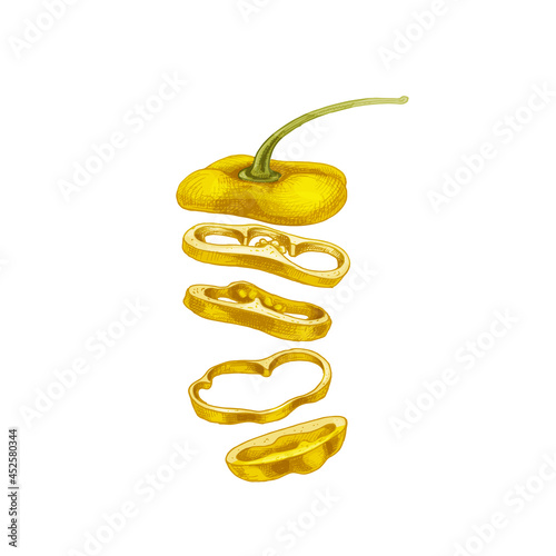Flying pieces of sweet red bell pepper. Vector vintage hatching color illustration.