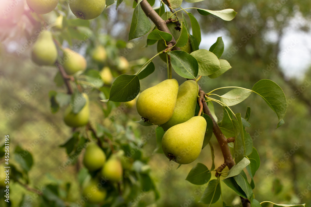 Branch of ripe organic cultivar of pears close-up in the summer garden