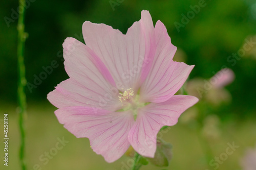 pink rose flower © amjad