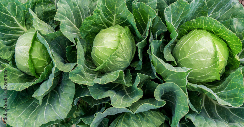 Obraz premium head of young green cabbage close-up.
