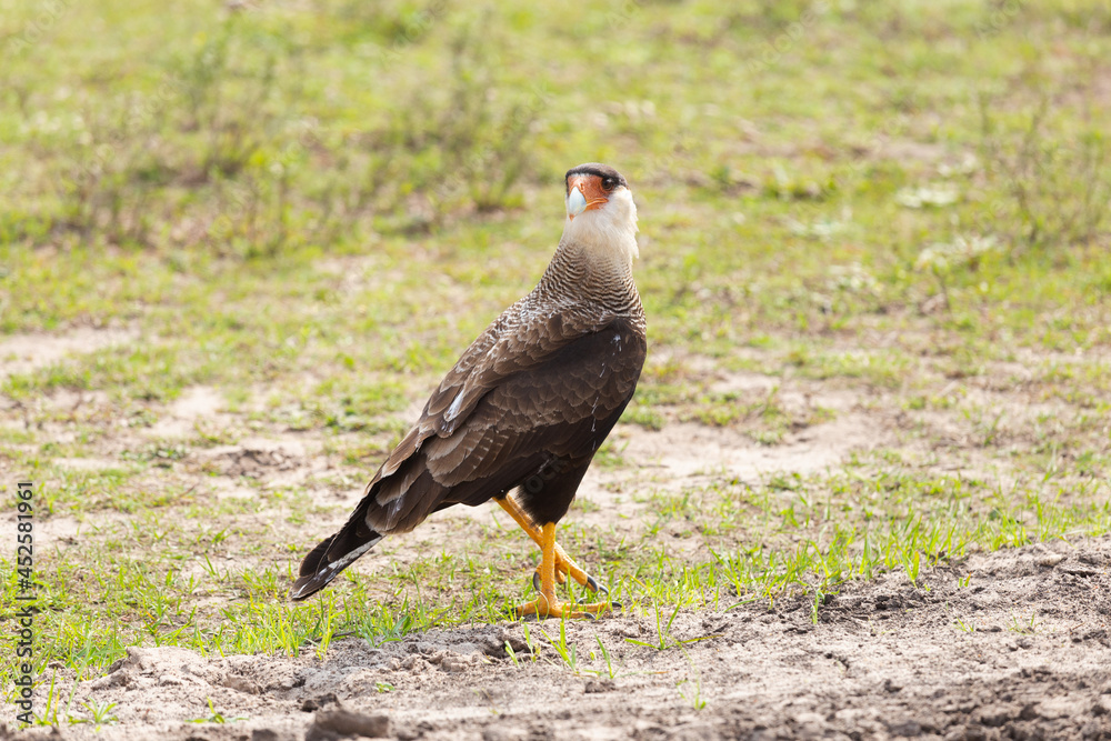 Fototapeta premium black backed vulture