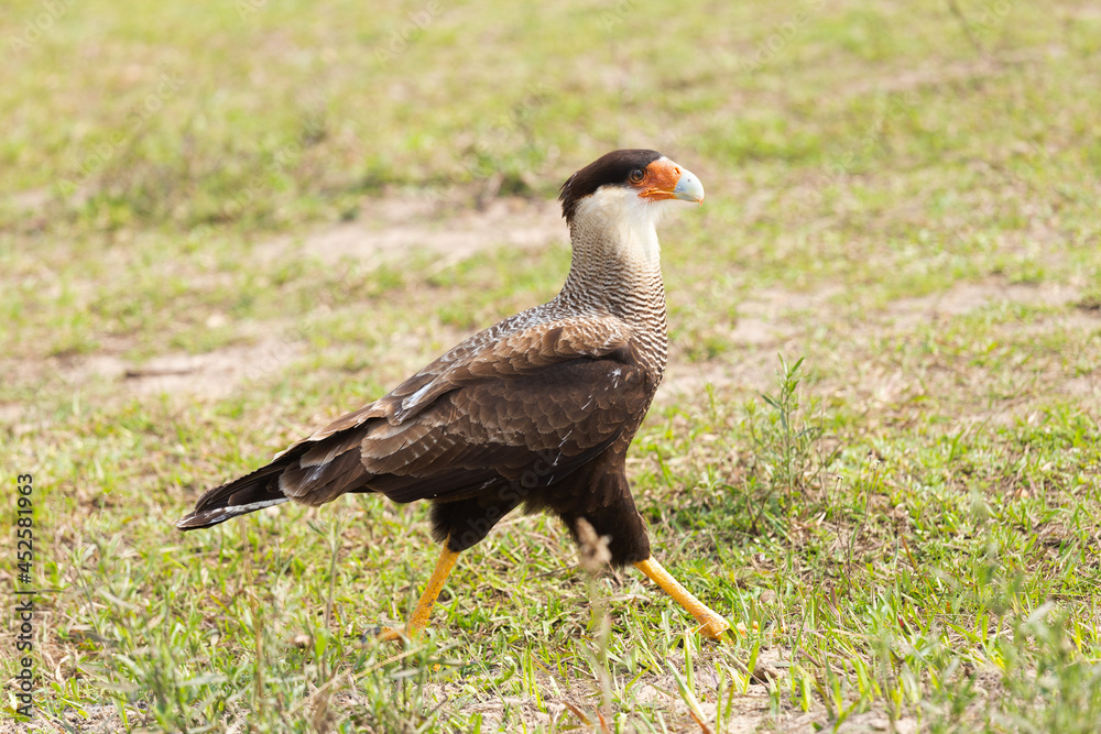 Fototapeta premium vulture in the grass