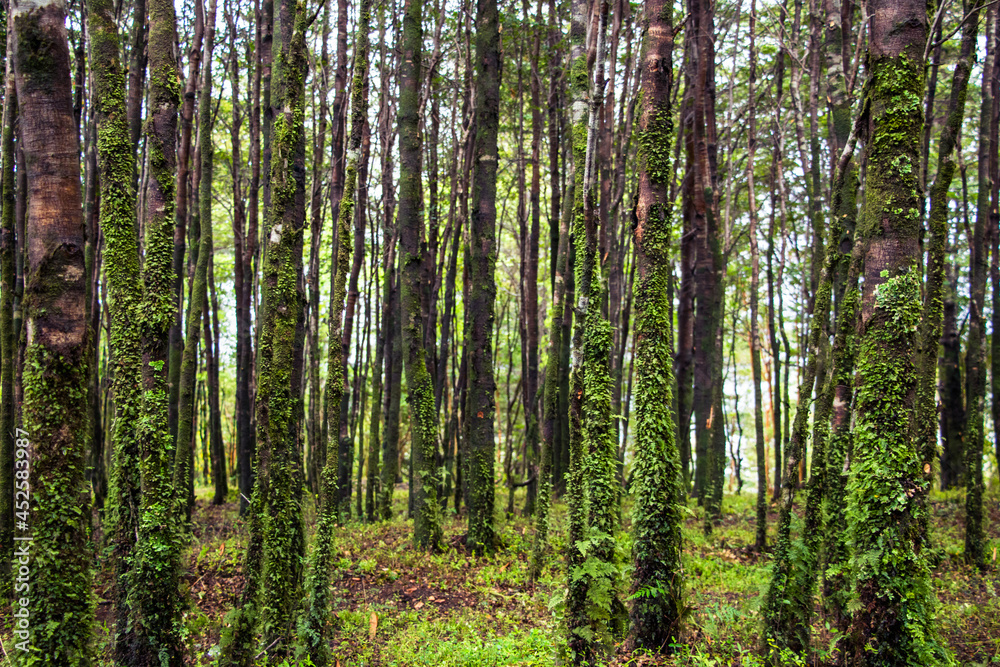 arboles en el bosque