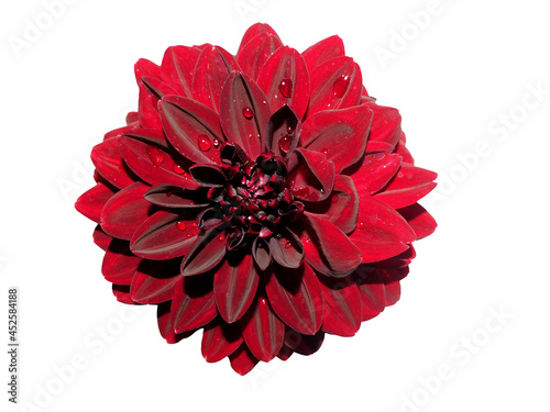 a black dahlia flower stands on a white background. top view . dark red flower