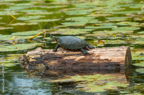 Painted turtle on a log in the Swift River, Massachusetts.