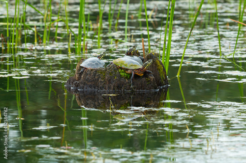 Painted turtles on a log in the Swift River, Massachusetts. photo