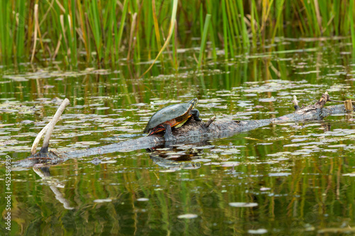 Painted turtle on a log in the Swift River, Massachusetts.