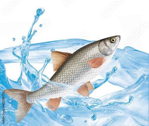 poisson ,vandoise, animal, pêche, giclé d'eau, jolie, chance, aliment, nature, lac, attraper, fleuve, aquarium, eau douce, frais, la pêche,  mer, ailette, écaillée, sous-marin,  nager,  photo