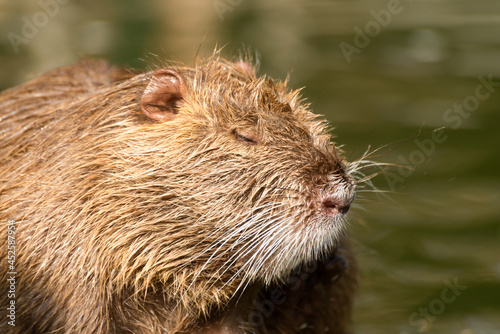 Nutria or Coypu, big river rat close up.