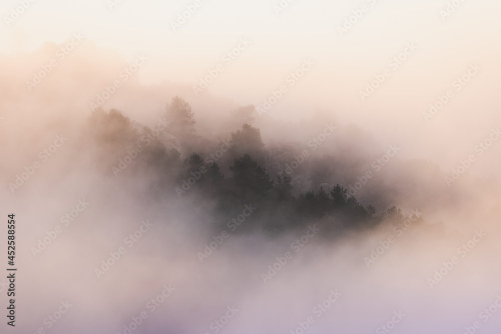 Trees growing on mount in fog at sunrise Trees growing on mount in fog at sunrise