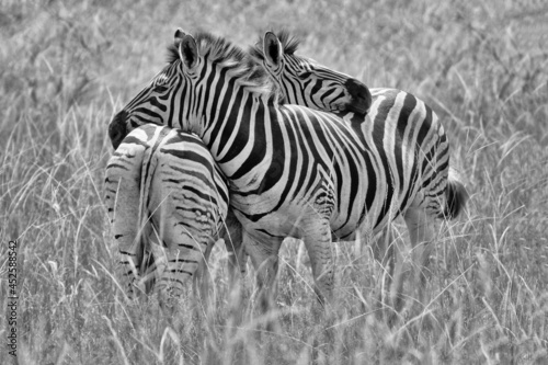 Liebevolle Zebras in S  dafrika  sw 