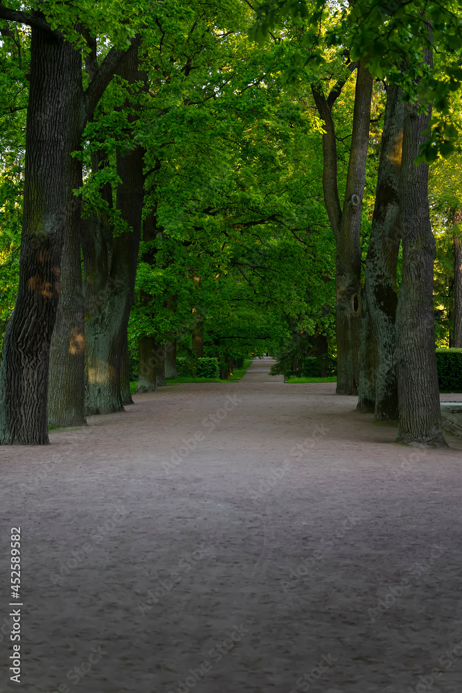 Landscape, road through a beautiful summer forest Landscape, road through a beautiful summer forest