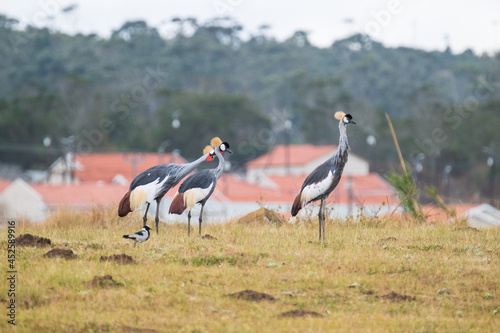 Grey Crowned Crane in the Eastern Cape, South Africa